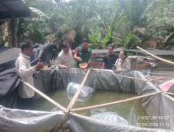 PT Siringo-ringo Salurkan CSR ke Kelompok Tani Talsim Pilar Sejahtera